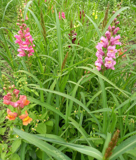 Sommerferiengruß des Schulleiters